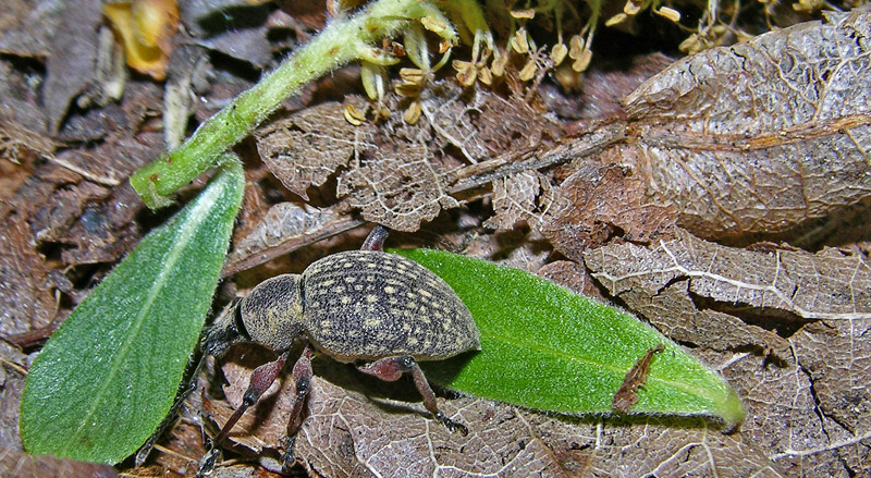 Otiorhynchus armadillo obsitus